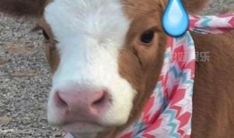 娱乐吃瓜酱冷,揭秘娱乐圈背后的秘密与真相